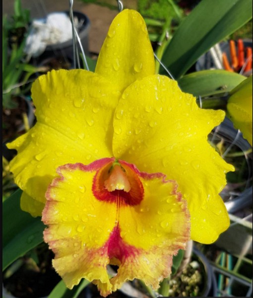 Cattleya Vermelhinha Híbrida Muda