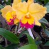 Cattleya Amarela com Vermelho Adulta Premium