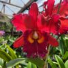 Nakornchaisri-red-x-bruno-bruno-1.jpg Cattleya Vermelha Adulta Premium