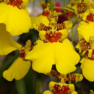 Oncidium Chuva de Ouro Híbrida Muda
