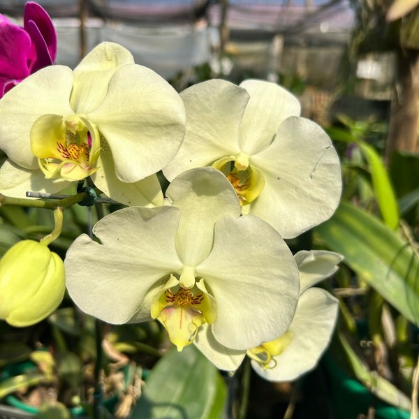 Phalaenopsis-1-1.jpg Phalaenopsis Branco Creme muda