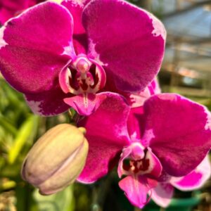 Phalaenopsis-1.jpg Phalaenopsis Rosa Escuro muda