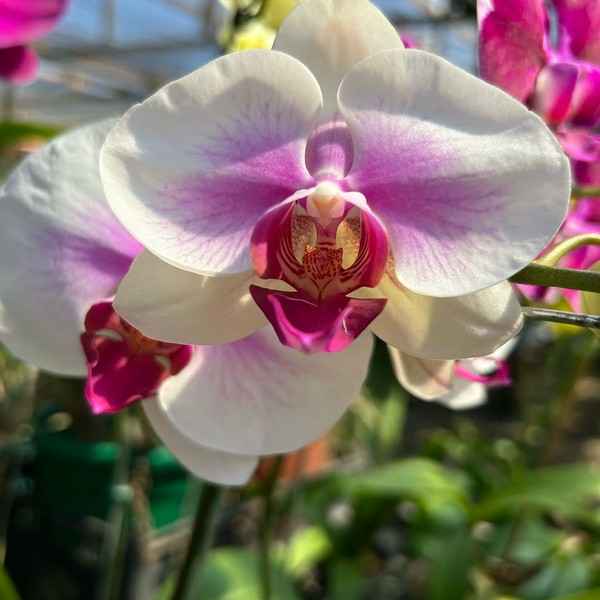 Phalaenopsis-2.jpg Phalaenopsis semi-alba pinky muda