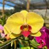 Phalaenopsis amarelo com vermelho muda
