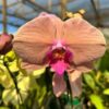 Phalaenopsis-4.jpg Phalaenopsis Pêssego Red muda