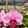 Phalaenopsis Rosa Bebê muda