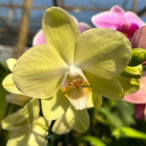 Phalaenopsis-6.jpg Phalaenopsis Amarelo Limão muda