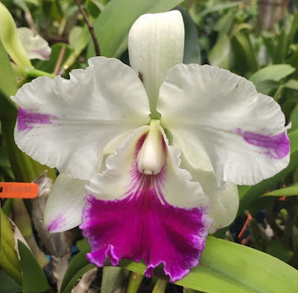 Shellie-Compton-x-Anna-Balmores.jpg Cattleya Branca com Rosa Adulta Premium