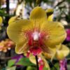 Spunky-Sunshine.jpg Phalaenopsis Amarelo Pintadinho muda