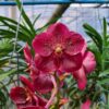 Vanda-Chantra-1.jpg Vanda Vermelha Pré Adulta