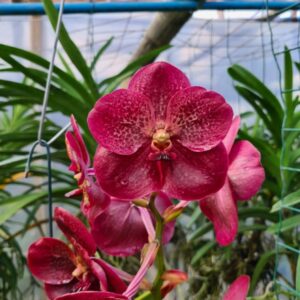 Vanda Vermelha Pré Adulta