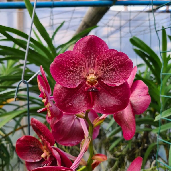 Vanda-Chantra-1.jpg Vanda Vermelha Pré Adulta