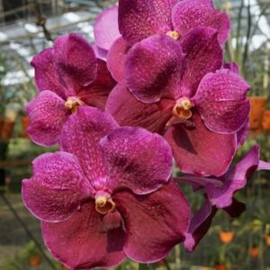Vanda Rosa Pré Adulta