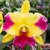 Cattleya Amarela com Vermelho Adulta Premium