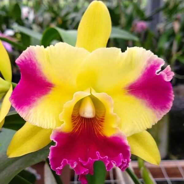 Cattleya Amarela com Vermelho Adulta Premium