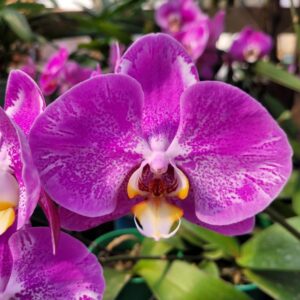 Victorio.jpg Phalaenopsis Roxo exótico muda