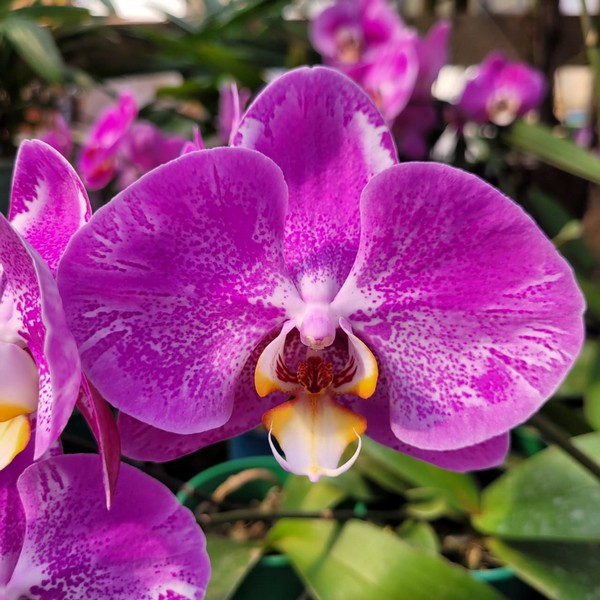 Victorio.jpg Phalaenopsis Roxo exótico muda