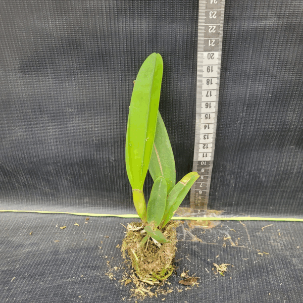 Cattleya Bege Híbrida Muda