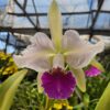Cattleya Branca com Labelão Rosa Híbrida Muda