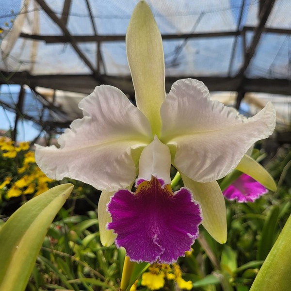 Cattleya Branca com Labelão Rosa Híbrida Muda