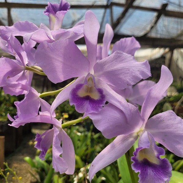 Cattleya Coerulea Híbrida Muda