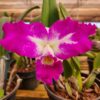 Cattleya Pink exótica Híbrida Muda