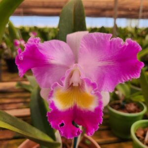 Cattleya Rosa Flameda Híbrida Muda