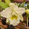 Cattleya  Branca Híbrida Muda