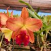 WhatsApp-Image-2024-06-25-at-14.09.17.jpeg Cattleya Laranja Flameada Híbrida Muda