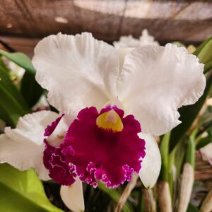 WhatsApp-Image-2024-06-25-at-14.09.17-2.jpeg Cattleya Semi-alba Híbrida Pré-adulta