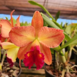 Cattleya Laranja Flameada Híbrida Muda