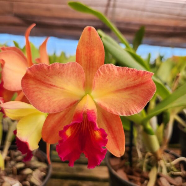WhatsApp-Image-2024-06-25-at-14.09.17.jpeg Cattleya Laranja Flameada Híbrida Muda