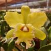 WhatsApp-Image-2024-06-25-at-14.09.18-3.jpeg Cattleya Amarela Híbrida Pré-adulta