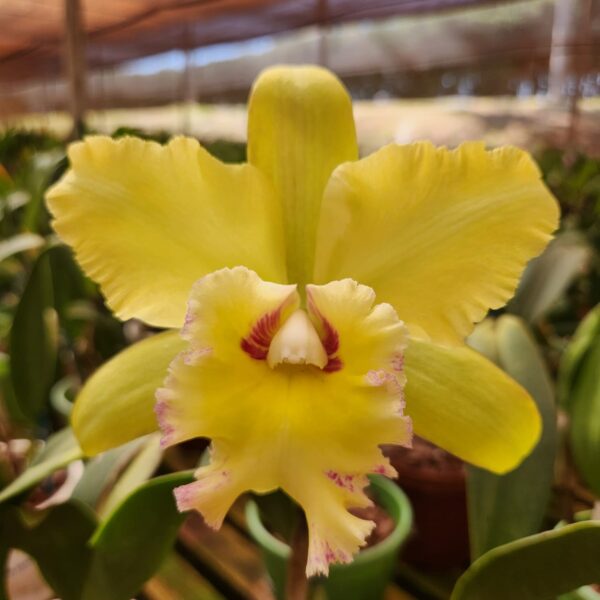 WhatsApp-Image-2024-06-25-at-14.09.18-3.jpeg Cattleya Amarela Híbrida Muda