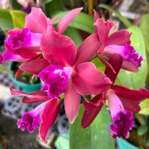 Cattleya Vermelhinha  Híbrida Pré-adulta