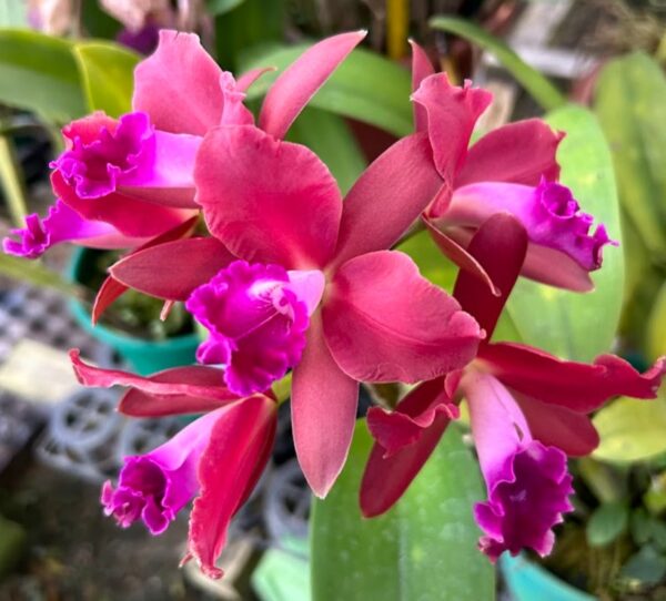 WhatsApp-Image-2024-06-27-at-13.59.29.jpeg Cattleya Vermelhinha Híbrida Pré-adulta