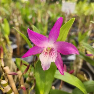 Dendrobium Stardust Muda