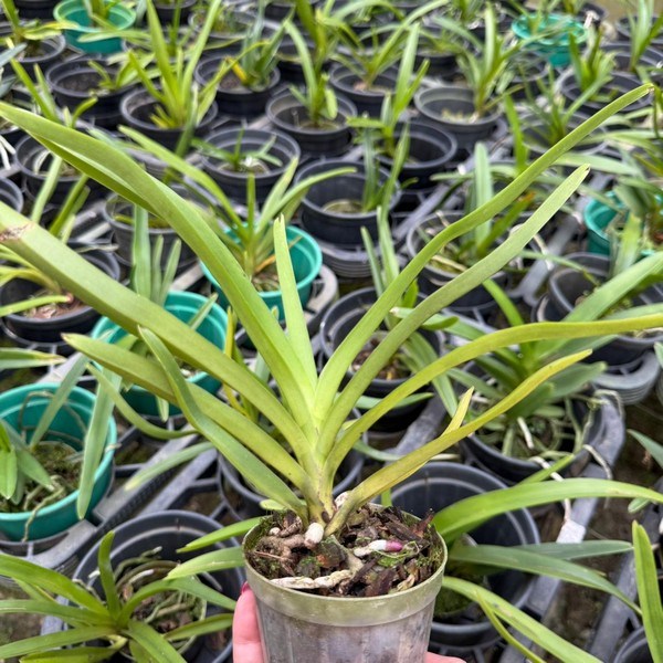 Vanda Sortida Pré adulta