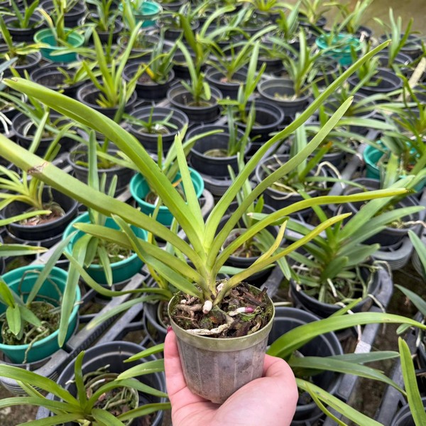 Vanda Sortida Pré adulta