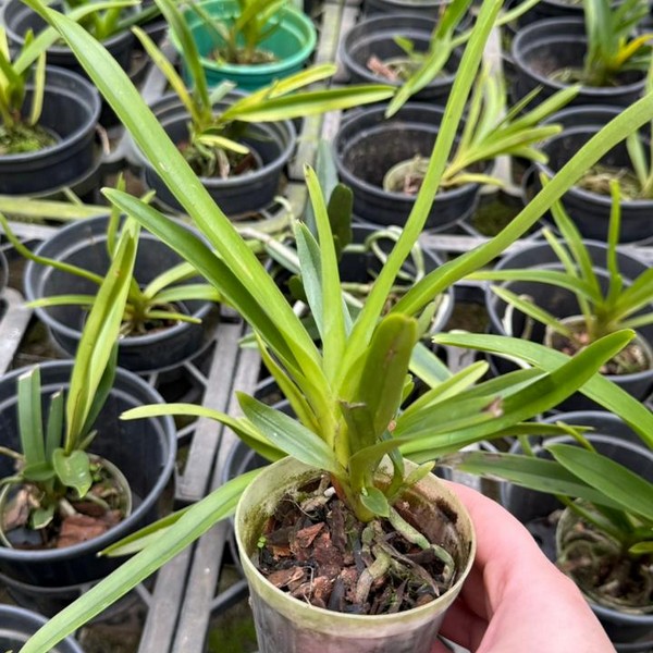 Vanda Sortida Pré adulta