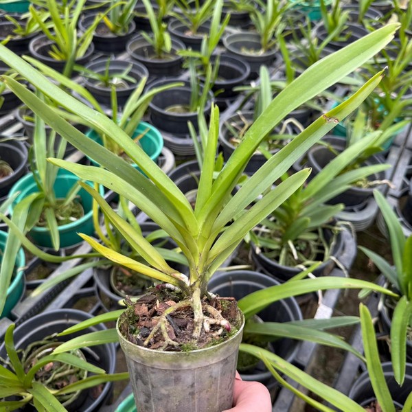 Vanda Sortida Pré adulta