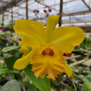 amarelo-ouro.png Cattleya Amarelo ouro Adulta Premium