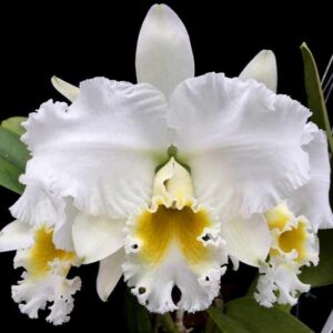 blc_irma_dulce.jpg Cattleya Branca Adulta Premium