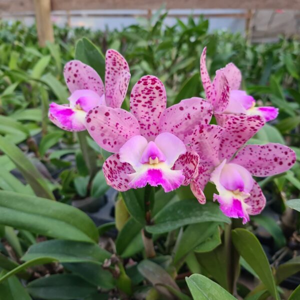 brabantie-x-cattleya-cruzeiro-do-sul.jpg Cattleya Pintadinha Adulta Premium