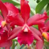 cattleya-bruno-bruno2.jpg Cattleya Vermelha Adulta Premium