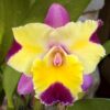 cattleya-nobiles-affair.jpg Cattleya Roxa Flameada Adulta Premium
