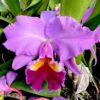 Cattleya Rosa Adulta Premium