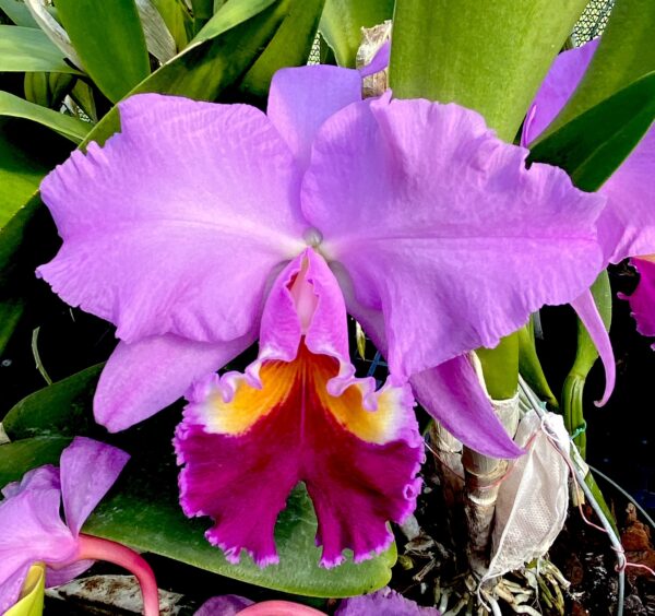 Cattleya Rosa Adulta Premium