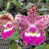 cattleya-schileriana-x-cruzeiro-do-sul.webp Cattleya Pintadinha Adulta Premium