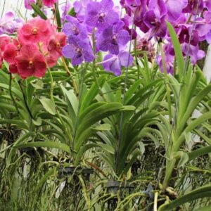 Vanda Sortida Pré adulta